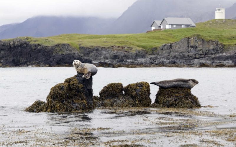 Ytri Tunga seal colony in Snæfellsnes Peninsula