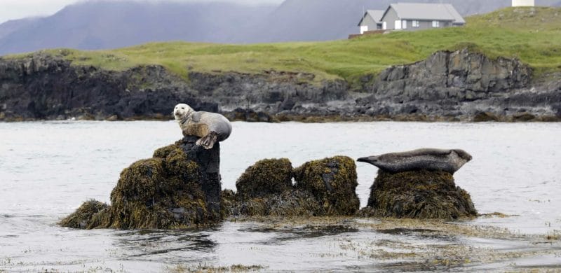 Ytri Tunga seal colony in Snæfellsnes Peninsula