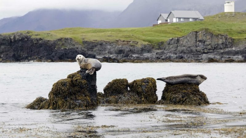 Ytri Tunga seal colony in Snæfellsnes Peninsula