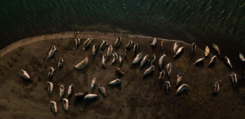 seals on a white beach in Iceland on Ytri Tunga seal colony in Snæfellsnes Peninsula