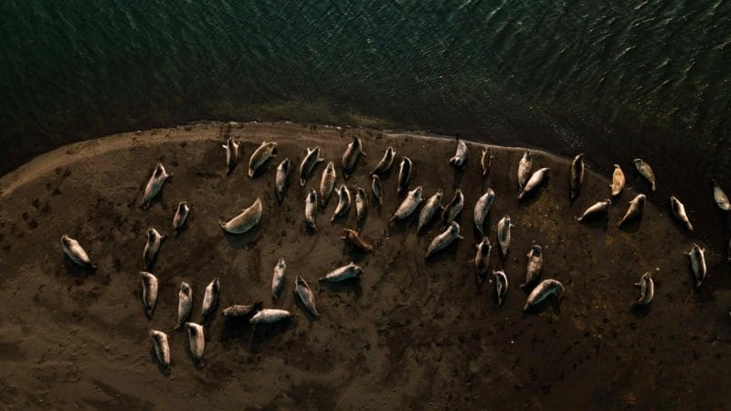 seals on a white beach in Iceland on Ytri Tunga seal colony in Snæfellsnes Peninsula