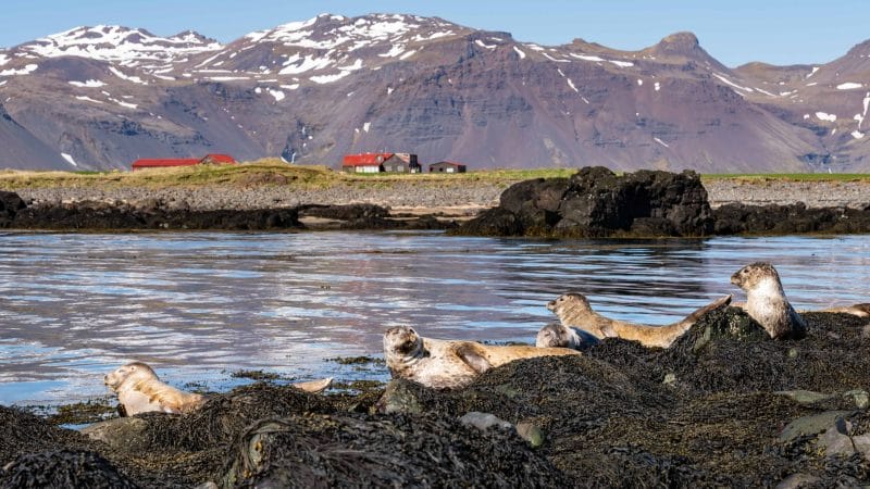 Ytri Tunga seal colony - Snæfellsnes Peninsula