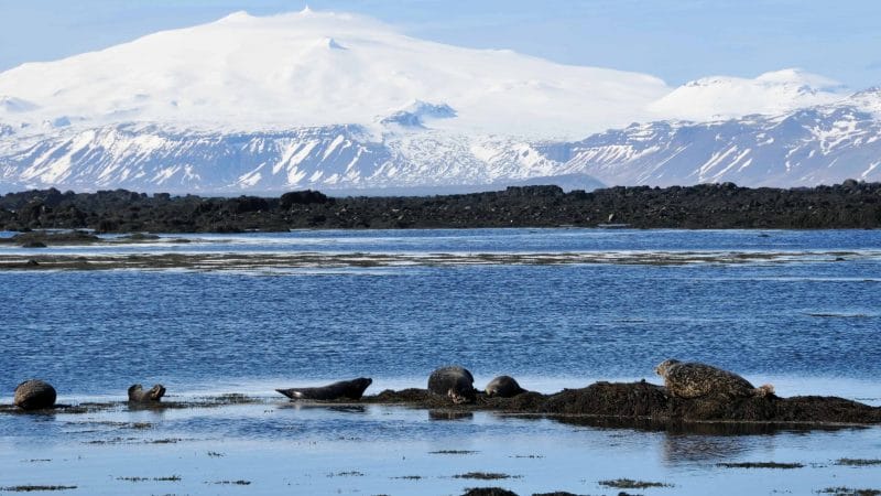 Ytri Tunga seal colony - Snæfellsnes Peninsula