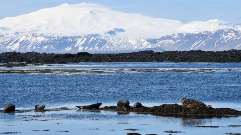 Ytri Tunga seal colony - Snæfellsnes Peninsula