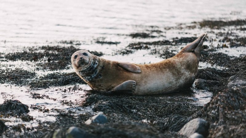 Ytri Tunga seal colony - Snæfellsnes Peninsula, seal watching in Iceland, tours to Ytri Tunga seal colony