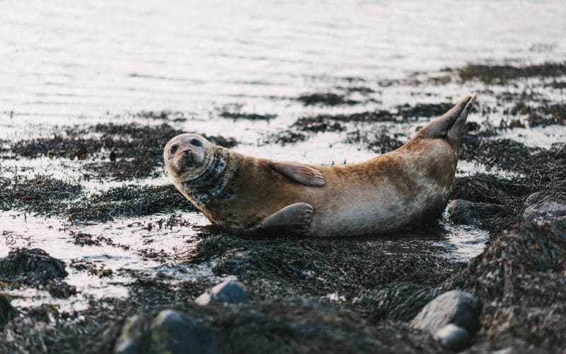 Ytri Tunga seal colony - Snæfellsnes Peninsula, seal watching in Iceland, tours to Ytri Tunga seal colony