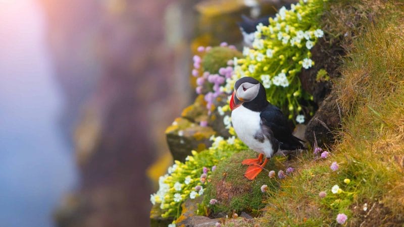 flowers and puffins in Iceland