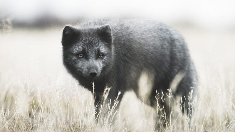 Arctic Fox in Iceland