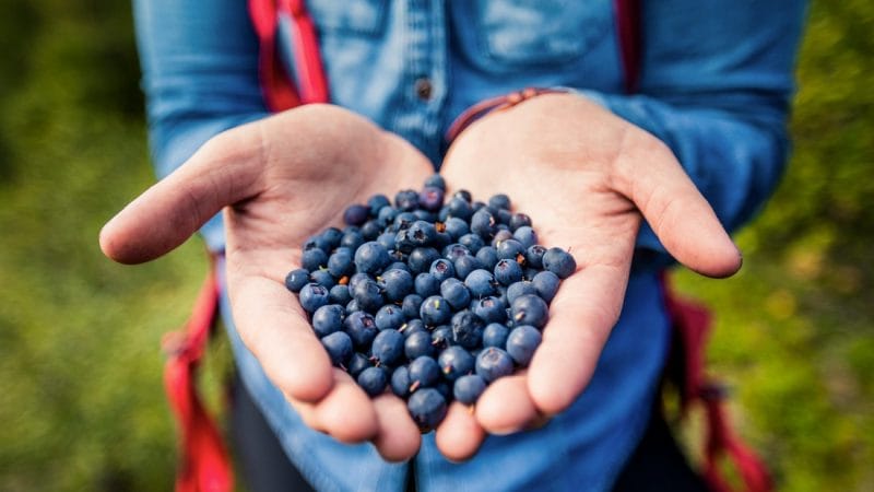 Handpicked Blueberries picked in Þórsmörk in the highlands of Iceland