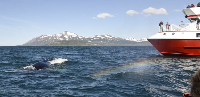 Whale Watching Iceland, Whale Watching Iceland tour, Akureyri Whale Watching