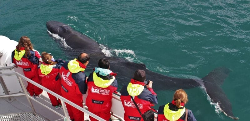 Whale Watching Iceland, Whale Watching Iceland tour, Akureyri Whale Watching