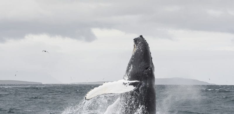 Whale Watching Iceland, Whale Watching Iceland tour, Akureyri Whale Watching