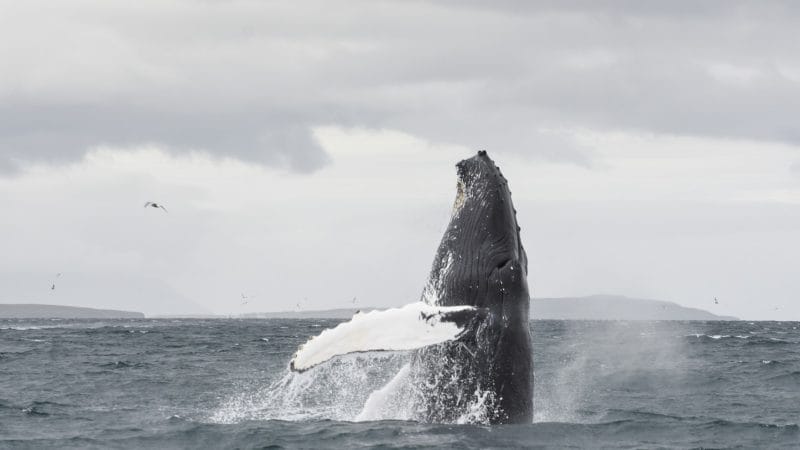 Whale Watching Iceland, Whale Watching Iceland tour, Akureyri Whale Watching