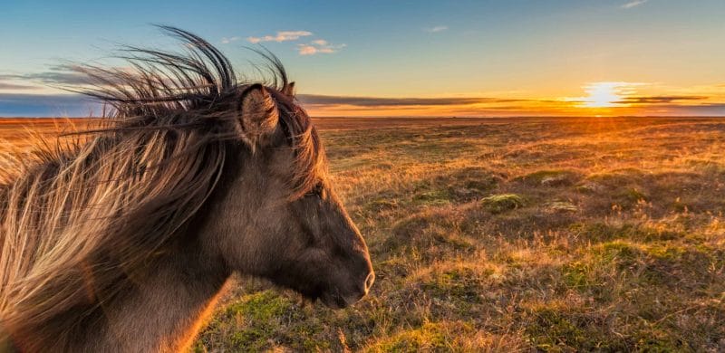 Icelandic horse watching the sunset during autumn in Iceland