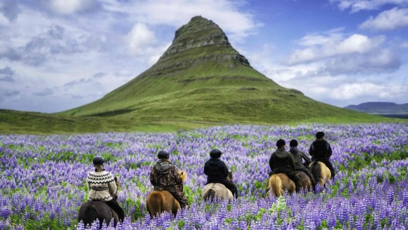 Horse Riding in Lupine Fields next to Kirkjufell mountain in Snæfellsnes Peninsula Kirkjufell Mountain