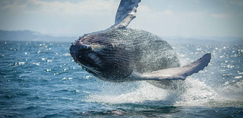 Iceland Whale Watching Tours