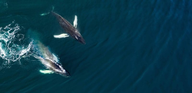 iceland whales (3)
