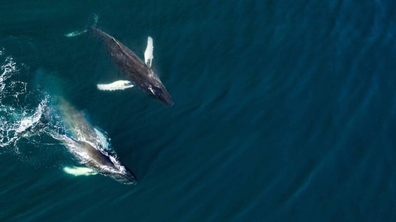 Best Whale Watching in Iceland
