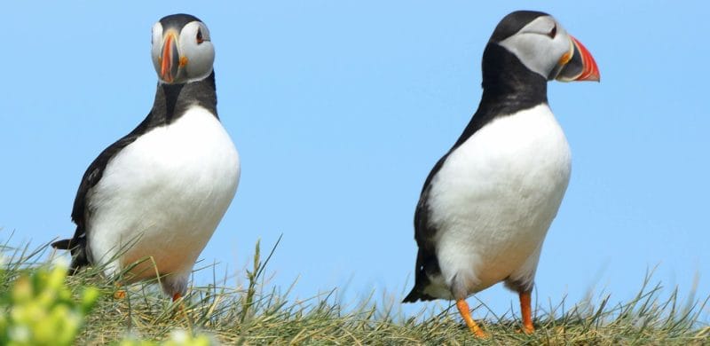 puffins in Iceland