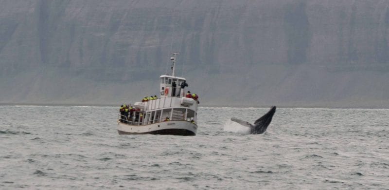 Whale Watching Iceland tour, whale watching in Iceland