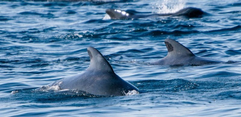 Whale Watching in Iceland