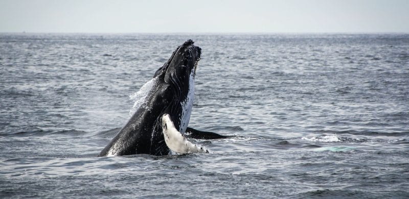 Whale Watching in Iceland