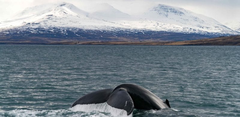 Whale Watching in Iceland