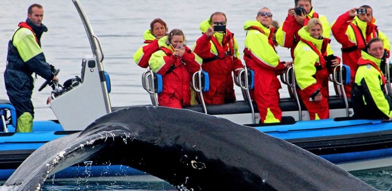 Whale Watching Iceland, Whale Watching Iceland tour, RIB speed boat whale watching tour in Húsavík