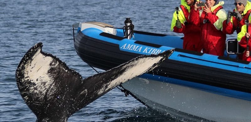 Whale Watching Iceland, Whale Watching Iceland tour, RIB speed boat whale watching tour in Húsavík