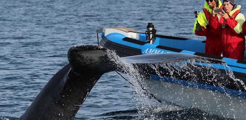 Whale Watching Iceland, Whale Watching Iceland tour, RIB speed boat whale watching tour in Húsavík